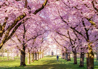 Walking on green grass under cherry blossoms in a sunny park in the spring.