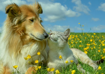 A cat and dog enjoy being in nature while lying in  a field of buttercups.