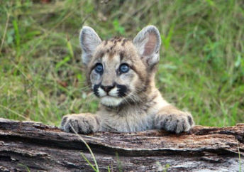 Mountain lion cub playing on a log