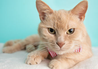 Cute, beige short haired young adult rescue cat.