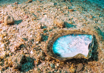 Mother of Pearl shells.