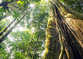 Looking up at the canopy of a rainforest.