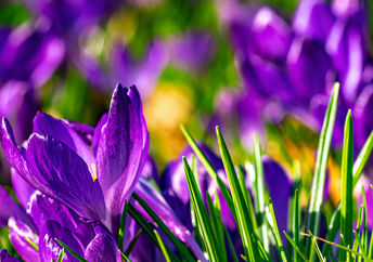 Early spring flowers will bring joy.