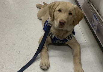 Holiday is a courthouse therapy dog trainee.