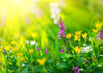 Replace your lawn with wildflowers like these and promote biodiversity.