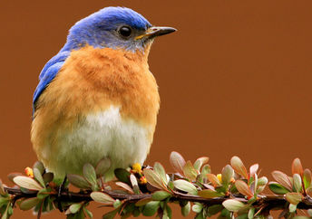 The eastern bluebird in New York, USA.