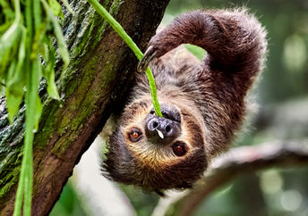 Sloth hanging on a tree and eating leaves.