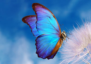Morpho butterfly and dandelion.