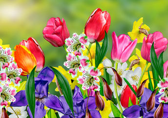 Beautiful Dutch Spring flowers blooming in the garden.