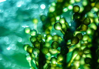 Algae in a research laboratory.