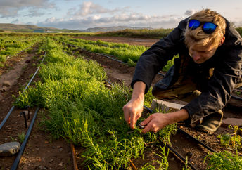 Sowing plants that grow in saltwater