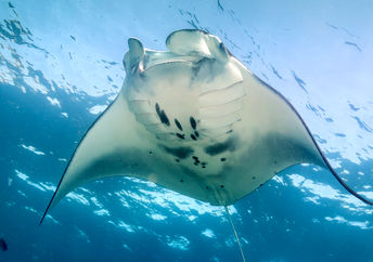 Meet the thriving manta ray hotspot!
