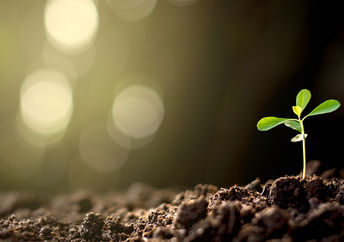 Growing plants without sunlight.