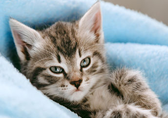 This small gray kitten is cozy at home.