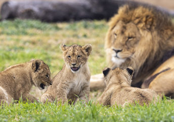 Baby lion cubs at the Taronga Western Plains Zoo.