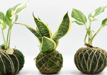 Snake and pathos kokedama plants.