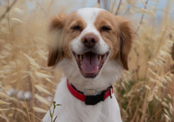 Dexter, the upstanding Brittany spaniel.