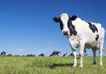 A Dairy cow grazing.