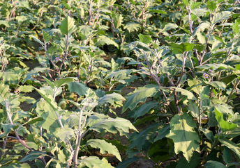 Planting vegetables.