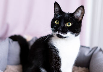 Find your purrfect match at the cat cafe.