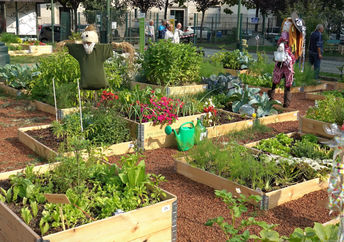 A community garden.