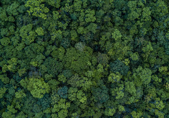 Top shot of a forest.