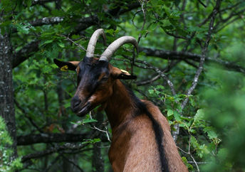 A goat eating leaves in the forest