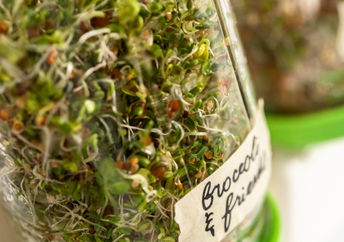 Growing a variety of sprouts in a mason jar.