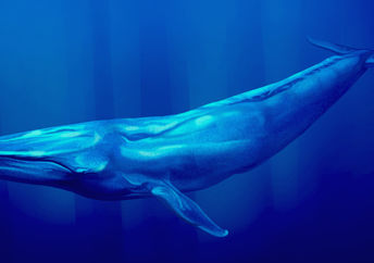 Blue whales are the largest animal.