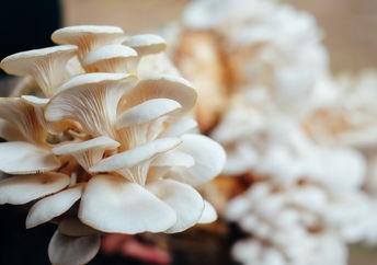 Mushrooms.