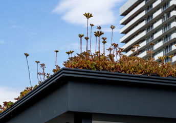 Living roof bus stations in Utrecht.