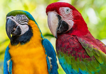 A pair of colorful macaws.