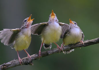 Yellow Wagtail singing on a tree branch