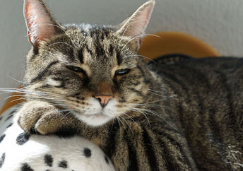 This couch potato cat has a new home.