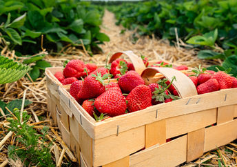 Fresh strawberries.