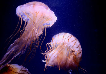 Jellyfish.