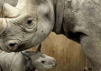 This endangered eastern black rhinoceros calf was born at The Kansas city Zoo.