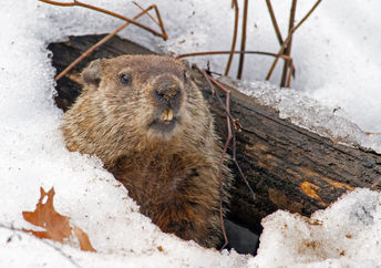 Groundhog leaving its burrow.