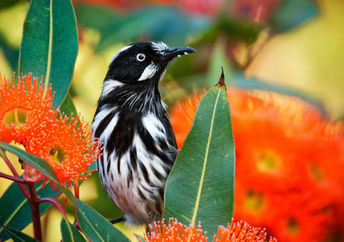 New Holland Honeyeater.