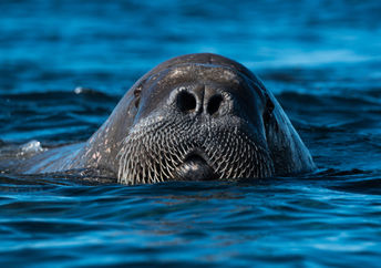 Walrus in the Arctic