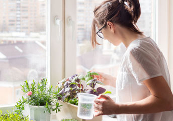 Woman watering houseplants .