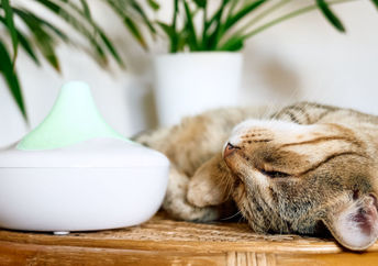 Essential oil diffusers freshen the air in your home naturally.