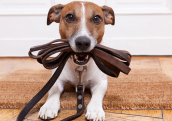 This pooch is ready to go for a walk.