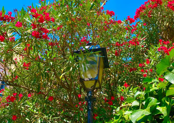 Blooming trees in the city.