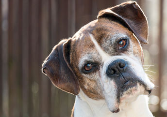 Cute senior boxer dog.