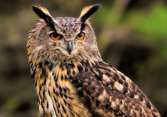 Eurasian Eagle Owl.