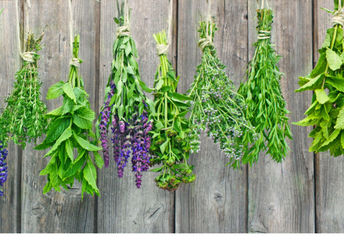 Fresh herbs hanging out to dry.