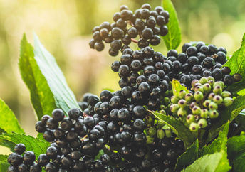 Clusters of black elderberry fruit.
