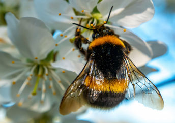 Bumblebees are very intelligent.