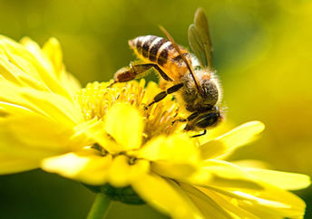 Bee on a yellow flower.